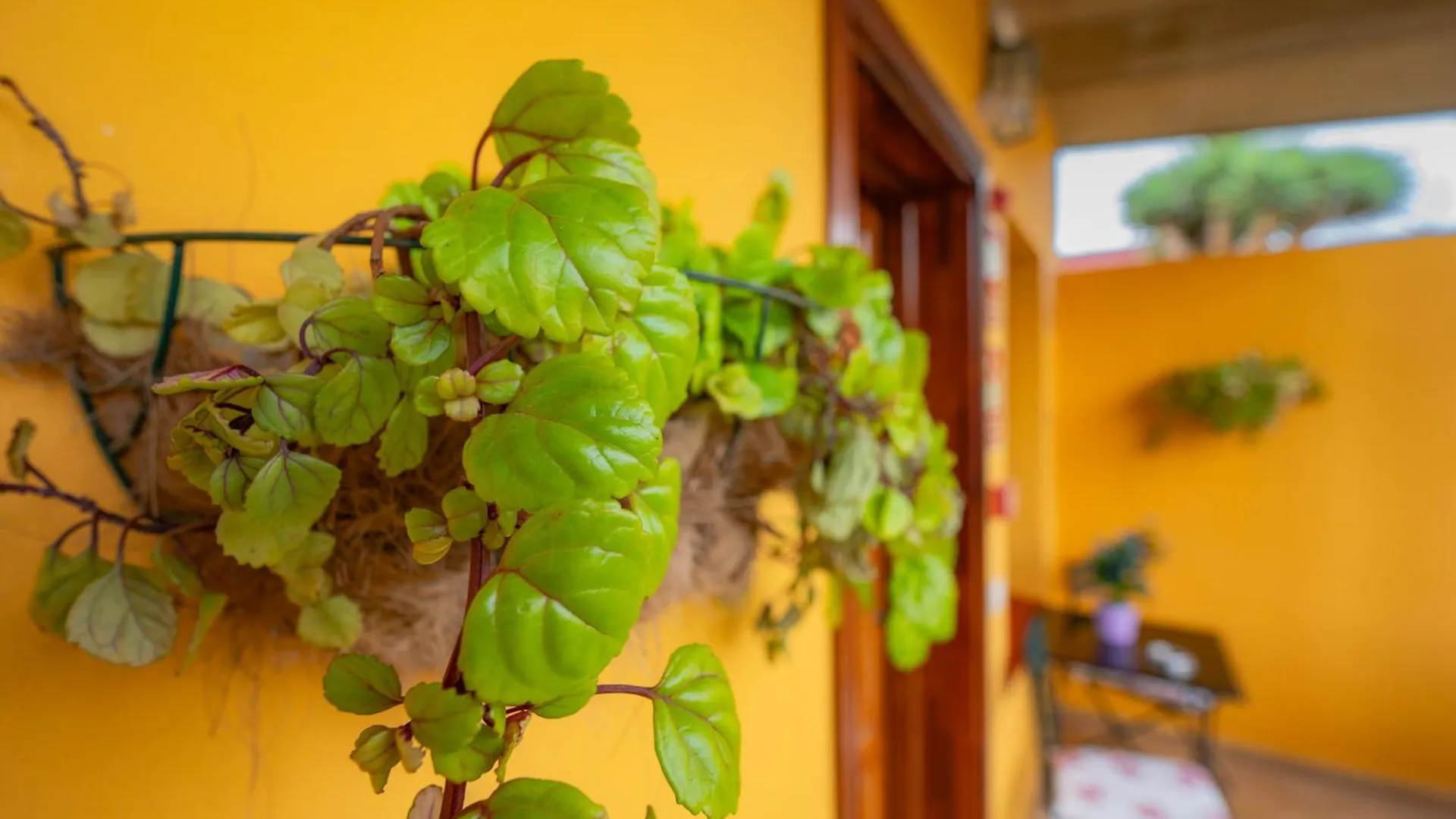 Hostal La Asomada del Gato La Laguna  Casa rural